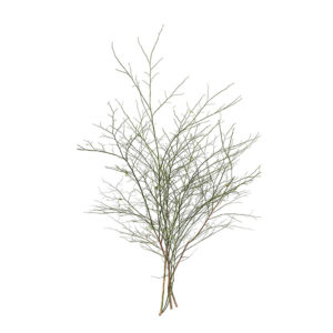 Deciduous Huckleberry Branches