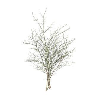 Deciduous Huckleberry Branches