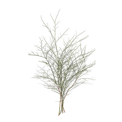 Deciduous Huckleberry Branches