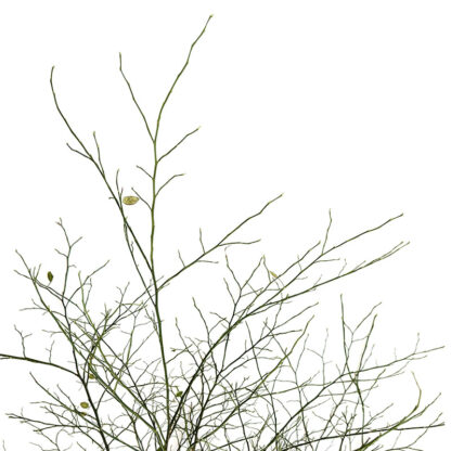 Deciduous Huckleberry Branches - Image 2