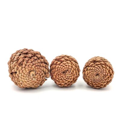 Jeffrey Pine Cone - Image 4
