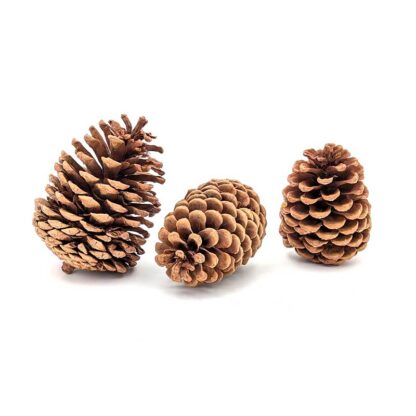 Jeffrey Pine Cone - Image 5