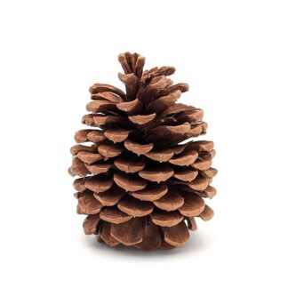 Jeffrey Pine Cone