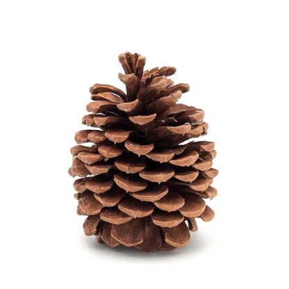 Jeffrey Pine Cone