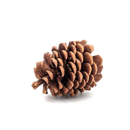 Jeffrey Pine Cone - Image 2