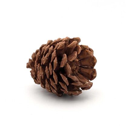 Jeffrey Pine Cone - Image 3