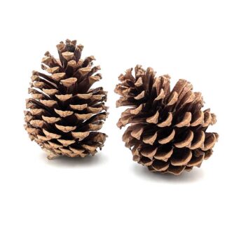 Loblolly Pine Cone