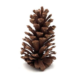 Longleaf Pine Cone