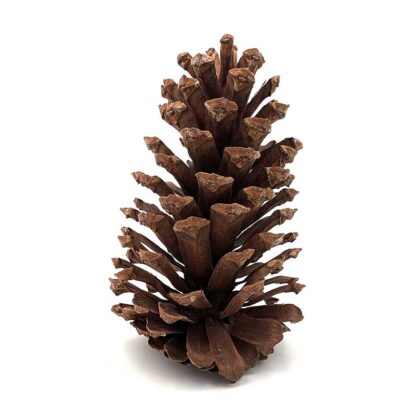 Longleaf Pine Cone