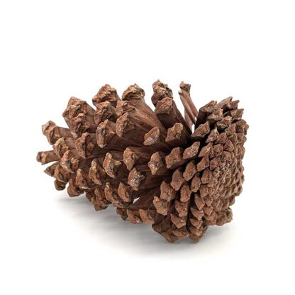 Longleaf Pine Cone - Image 4