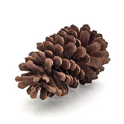 Longleaf Pine Cone - Image 2