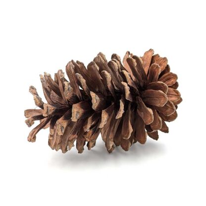 Longleaf Pine Cone - Image 3