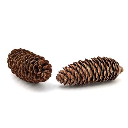 Norway Spruce Pine Cone - Image 2