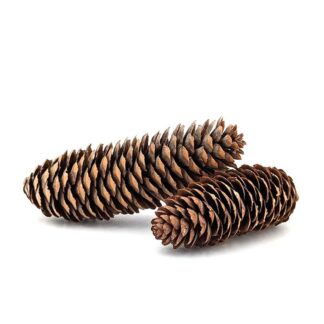 Norway Spruce Pine Cone