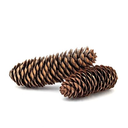 Norway Spruce Pine Cone