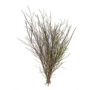 Redbud Huckleberry