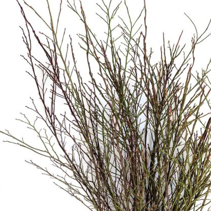Redbud Huckleberry - Image 2