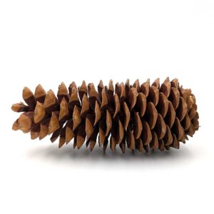 Sugar Pine Cone