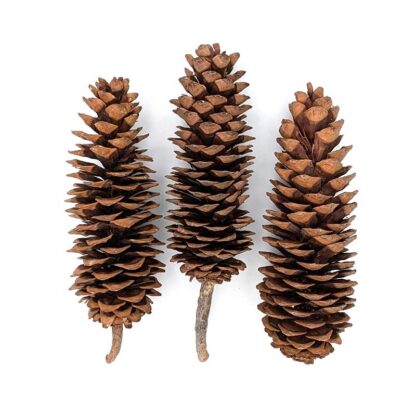 Sugar Pine Cone - Image 9