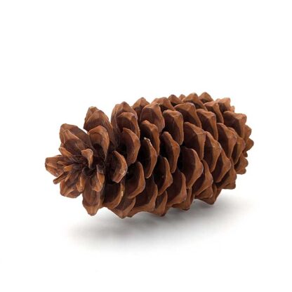 Sugar Pine Cone - Image 2