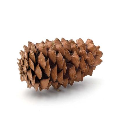 Sugar Pine Cone - Image 3