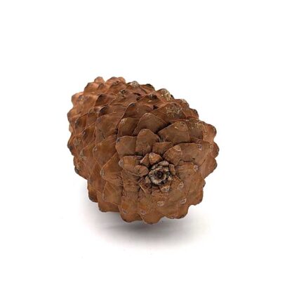 Sugar Pine Cone - Image 4