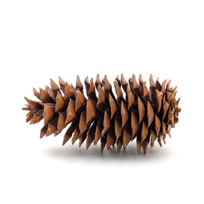 Sugar Pine Cone - Image 5