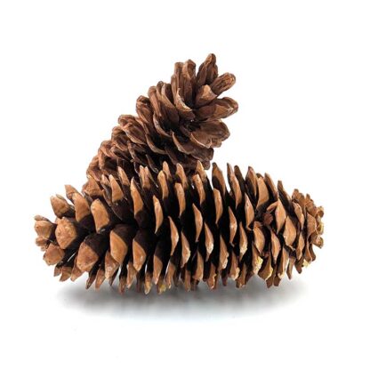 Sugar Pine Cone - Image 6