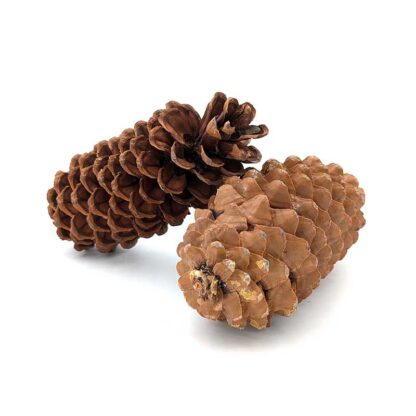 Sugar Pine Cone - Image 7