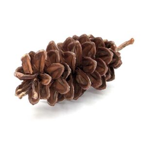 White Pine Pine Cone