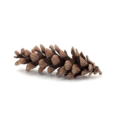 White Pine Pine Cone - Image 2